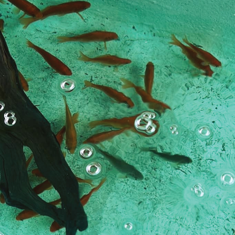 Bait and Pond Management