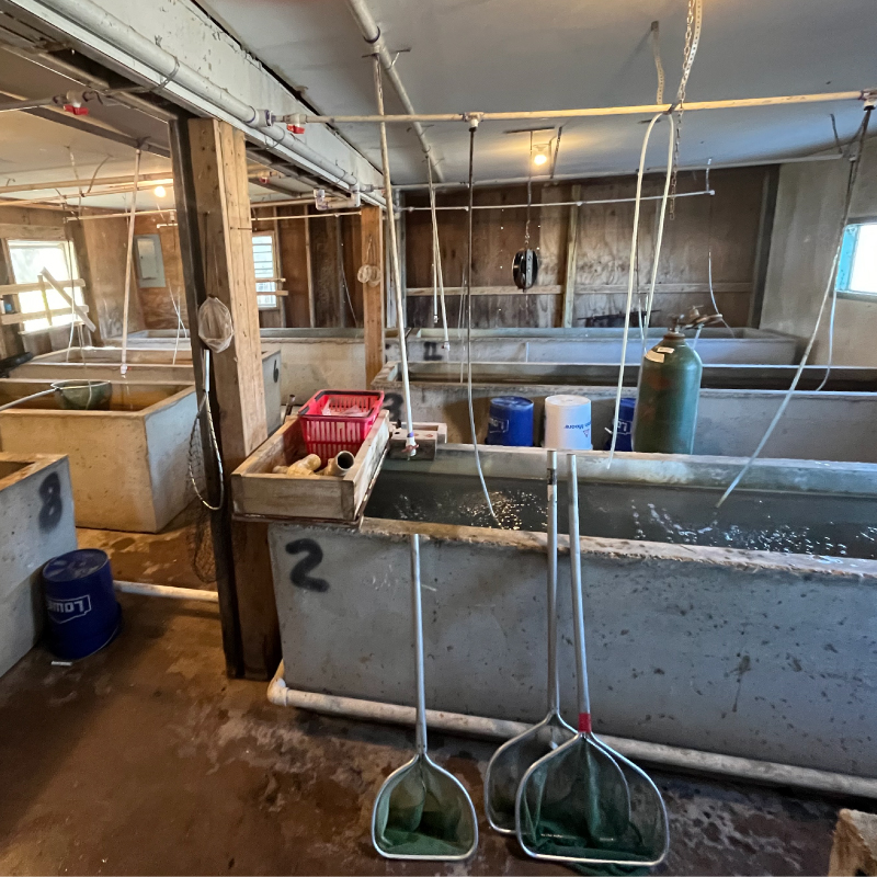 Wild Fishermen Bait and Fish Pond Management | Wholesale Bait