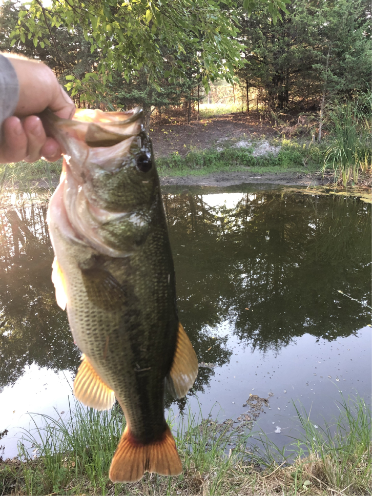 Wild Fishermen Bait and Fish Bait, Pond Stocking and Pond Management