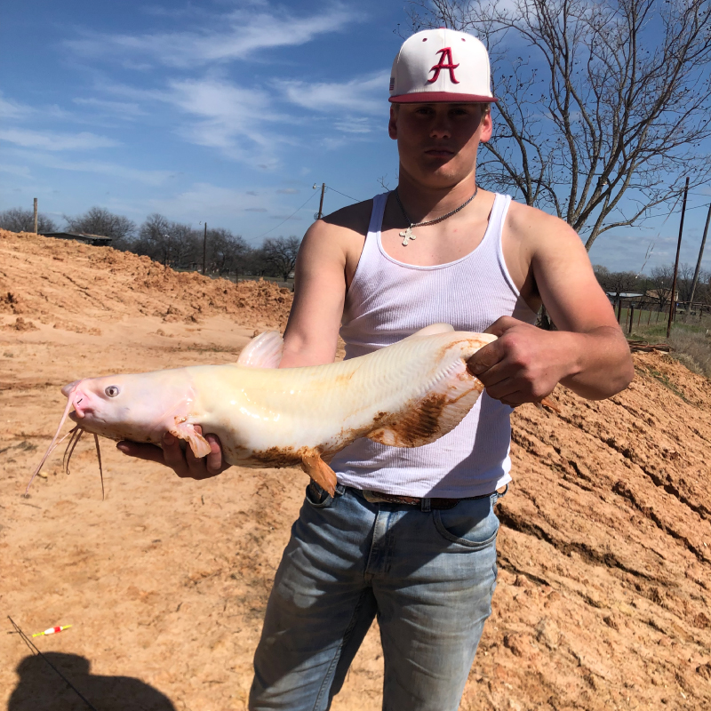 Wild Fishermen Bait and Fish Channel Catfish